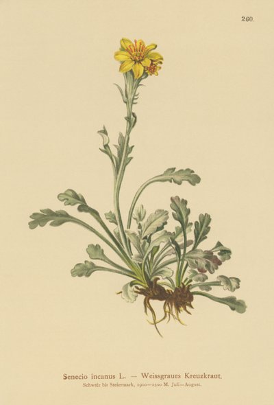 Krosta zwyczajna (Senecio incanus) autorstwa German School