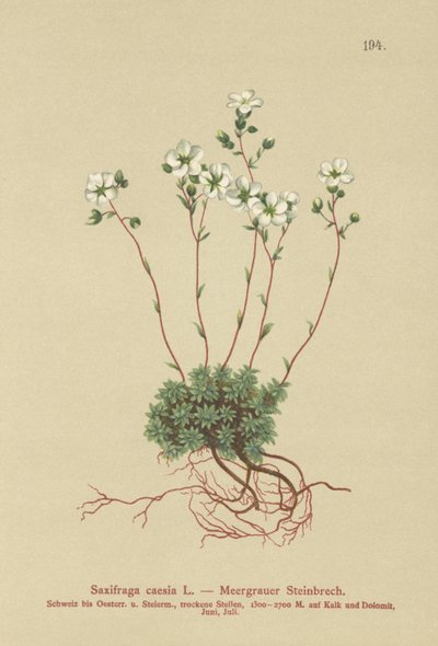 Skalnica szara (Saxifraga caesia) autorstwa German School