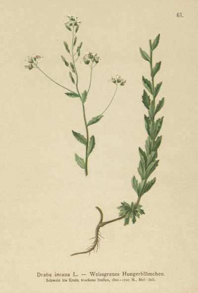 Trawa szara (Draba incana,) autorstwa German School