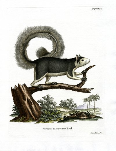 Grizzled Giant Squirrel (kolorowy grawerunek) autorstwa German School