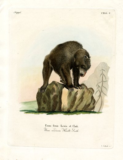 Niedźwiedź grizzly (kolorowy grawerunek) autorstwa German School