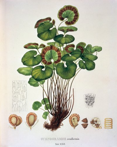 Gymnogramme Reniformis, stół XXVI z 
