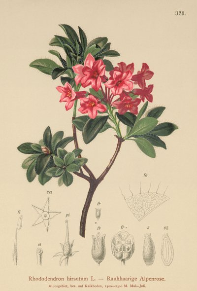 Owłosiona róża alpejska (Rhododendron hirsutum) autorstwa German School