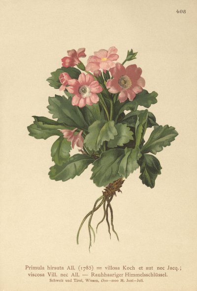 Pierwiosnek owłosiony (Primula hirsuta) autorstwa German School
