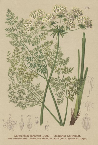 Hallers Sermountain (Laserpitium hirsutum, Laserpitium haller, Laserpitium panax) autorstwa German School