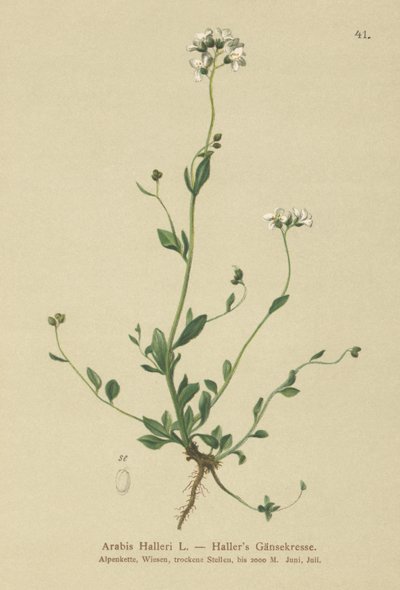 Hallers Rzeżucha (Arabis Haller) autorstwa German School