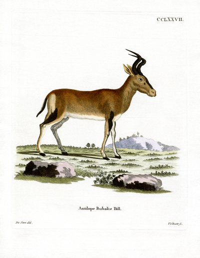 Hartebeest (kolorowy grawerunek) autorstwa German School