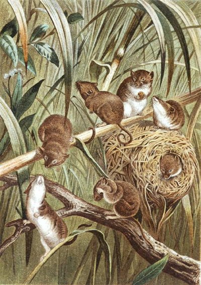 Harvest Mouse, płyta z "Brehms Tierleben: Allgemeine Kunde des Tierreichs", vol.2, s.515, wyd. Bibliographisches Institut autorstwa German School
