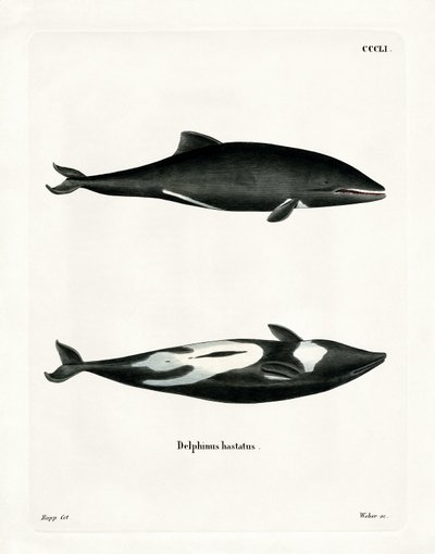 Delfin Haviside (kolorowy grawerunek) autorstwa German School