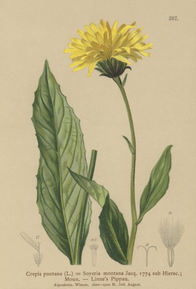 Jastrzębia broda (Crepis bocconi, Crepis pontana, Crepis montana, Hieracium montanum, Soyeria montana) autorstwa German School