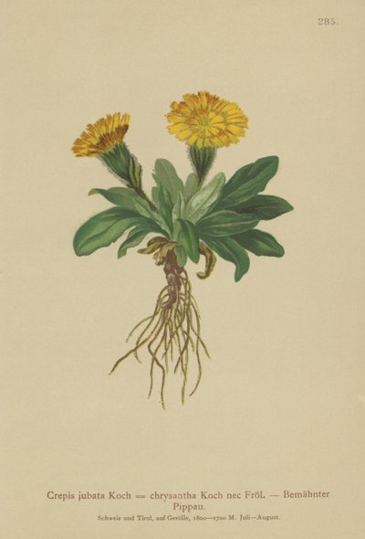 Jastrzębia broda (Crepis jubata, Crepis rhaetica) autorstwa German School
