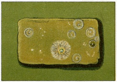 Zdrowy poziom bakterii w wodzie pitnej, ok. 1890 r. (chromolitografia kolorowa) autorstwa German School