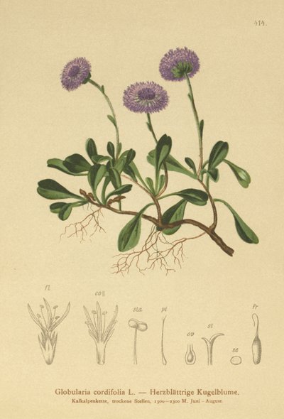 Stokrotka okrągłolistna (Globularia cordifolia) autorstwa German School