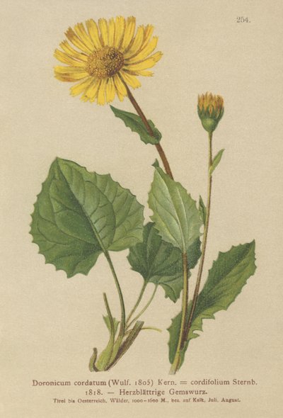 Leszczyna sercowata (Doronicum cordatum, Doronicum cordifolium, Aronicum cordatum) autorstwa German School