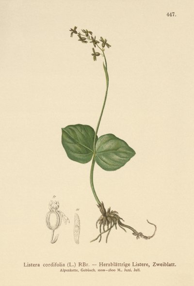 Twayblade sercowate (Listera cordata, Listera cordifolia, Neottia cordata) autorstwa German School