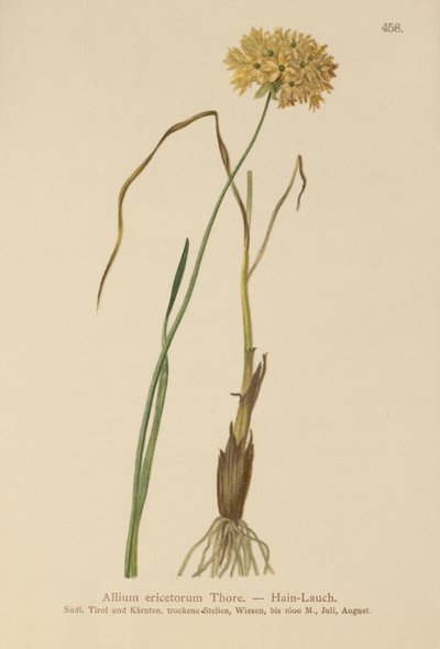Heath Czosnek (Allium ericetorum, Allium ambiguum, Allium graminifolium) autorstwa German School