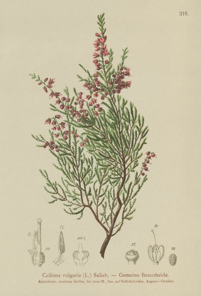 Wrzos (Calluna vulgaris) autorstwa German School