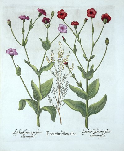 Heather and Two Kinds of Lychnis, z Hortus Eystettensis, Basil Besler (1561-1629), wyd. 1613 (grawerowanie ręcznie kolorowane) autorstwa German School