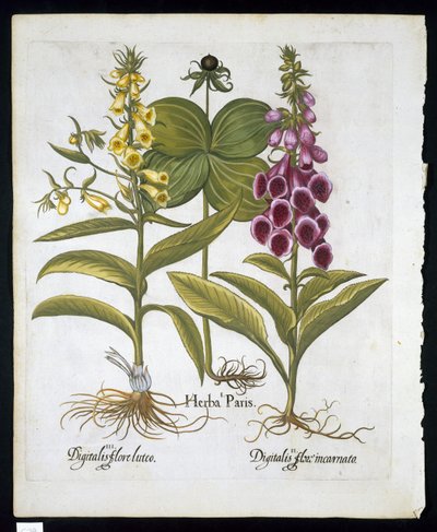 Herb Paris (Solanum quadrifolium), naparstnica pospolita (Digitalis Purpurea) Duża żółta naparstnica z Hortus Eystettensis autorstwa Basila Beslera (1561-1629) pub 1613 (ręcznie barwiony grawerunek) autorstwa German School