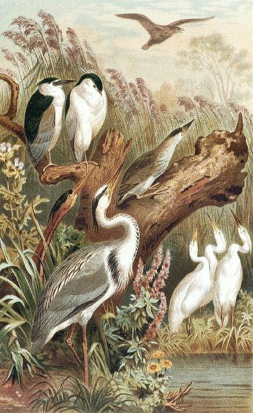 Heron, płyta z "Brehms Tierleben: Allgemeine Kunde des Tierreichs", t.6, s.483, opublikowane przez Bibliographisches Institut. autorstwa German School