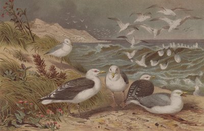 Mewa srebrzysta i mewa śmieszka, tabliczka z Brehms Tierleben: Allgemeine Kunde des Tierreichs, t. 6, s. 108, wyd. Instytut Bibliograficzny, 1892 autorstwa German School