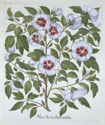 Hibiscus syriacus, z Hortus Eystettensis, Basil Besler (1561-1629), wyd. 1613 (grawerowanie ręcznie kolorowane) autorstwa German School