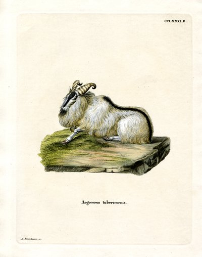 Himalayan Thar (kolorowy grawerunek) autorstwa German School