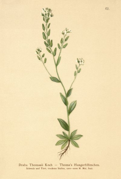 Trawa zielona (Draba Thomasii) autorstwa German School