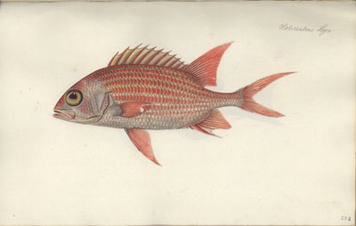 Holocentrus ascensionis, przed 1790 (wc na papierze) autorstwa German School