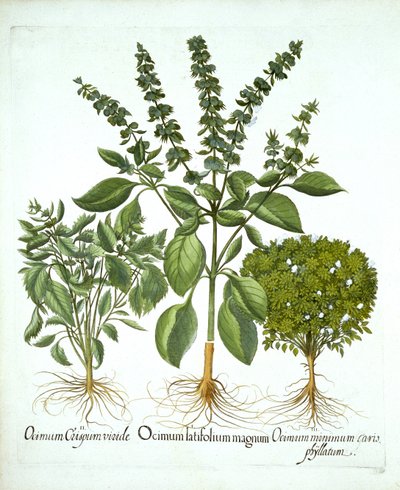 Bazylia i dwie dalsze odmiany bazylii z „Hortus Eystettensis”, autorstwa Basila Beslera autorstwa German School