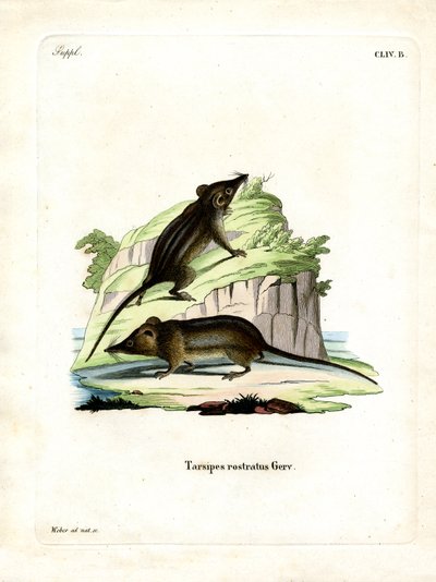 Honey Possum (kolorowy grawer) autorstwa German School