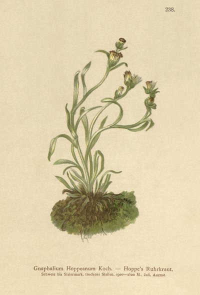 Coppweed Hoppe (Gnaphalium Hoppeanum, Omalotheca hoppeana) autorstwa German School