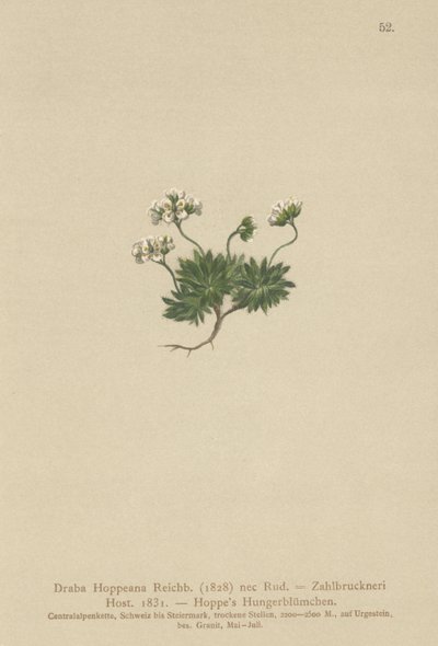 Trawa Hoppes Whitlow (Draba Hoppeana, Draba Zahlbruckneri) autorstwa German School