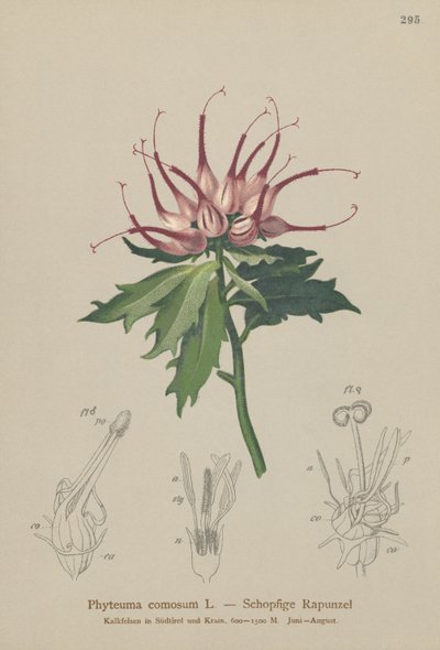 Rampion rogaty (Phyteuma comosum, Physoplexis comosa, Syntoma comosum) autorstwa German School