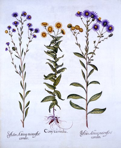 HorseweedButterweedFleabane i European Michaelmas Daisies, z Hortus Eystettensis, Basil Besler (1561-1629), wyd. 1613 (grawerowanie ręcznie kolorowane) autorstwa German School