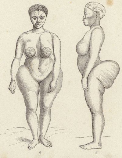 Hottentot Wenus (grafika) autorstwa German School