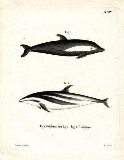 Klepsydra Delfin (kolorowy grawerunek) autorstwa German School