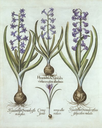 Hiacynty i jesienny krokus, z Hortus Eystettensis, Basil Besler (1561-1629), wyd. 1613 (grawerowanie ręcznie kolorowane) autorstwa German School