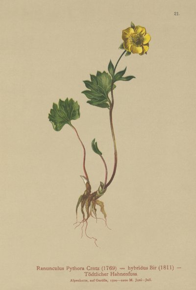 Jaskier hybrydowy (Ranunculus Pythora, Ranunculus hybridus) autorstwa German School