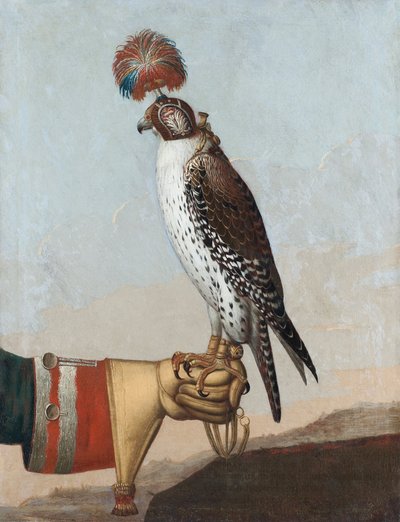 Sokół islandzki, 1759 autorstwa German School