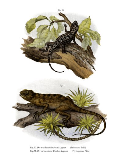 Iguana (kolor lito) autorstwa German School