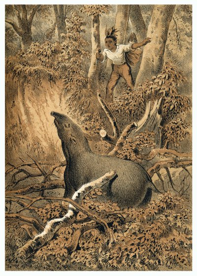 Ilustracja, indyjskie tapir myśliwski w lesie amazońskim. W „”De Bootslieden der Amazon-River””, Karl Muller, Holandia autorstwa German School