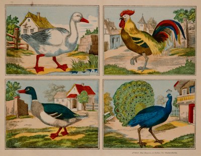 Ilustracja przedstawiająca kaczkę, gęś, pawia i koguta, Neuruppiner Bilderbogen autorstwa German School