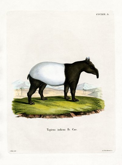 Tapir indyjski (kolorowy grawer) autorstwa German School