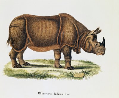 Nosorożce indyjskie (Rhinoceros indicus), od ssaków ilustrowane z natury wraz z opisami, Johann Christian Daniel von Schreber (1739-1810), rycina i rysunek A Fleischmann, tom 6-7, tabela 317-D-D, Niemcy autorstwa German School