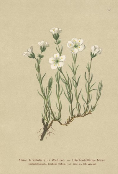 Sandwort alpejski wewnętrzny (Alsine laricifolia, Minuartia laricifolia, Arenaria laricifolia) autorstwa German School