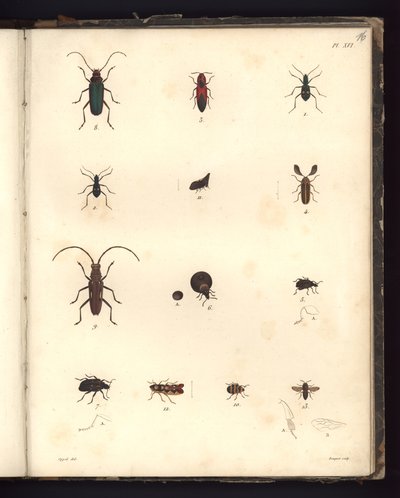 Insecta, pl. XVI, ilustracja z Kompendium obserwacji zoologii i anatomii porównawczej, wykonane na Oceanie Atlantyckim, we wnętrzu nowego kontynentu i na Morzu Południowym w latach 179. autorstwa German School