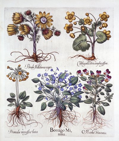 Ifeion Rolf Fiedler Spring Starflower, Marsh Marigold, Pseudo Helleborus, Viola Tricolor i Cowslip, z Hortus Eystettensis, Basil Besler (1561-1629), wyd. 1613 (grawerowanie ręcznie kolorowane) autorstwa German School