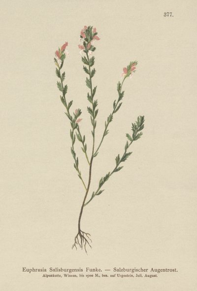 Irlandzki świetlik (Euphrasia Salisburgensis) autorstwa German School
