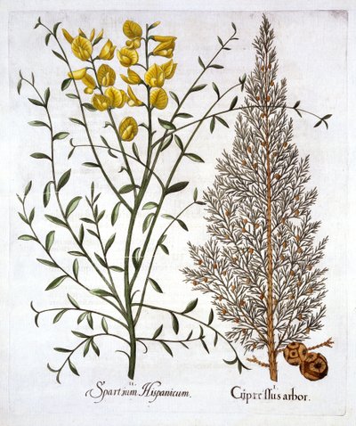 Cyprys włoski i miotła hiszpańska, z Hortus Eystettensis, Basil Besler (1561-1629), wyd. 1613 (grawerowanie ręcznie kolorowane) autorstwa German School